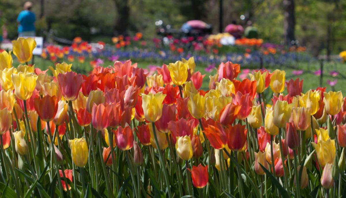 tulips Spring